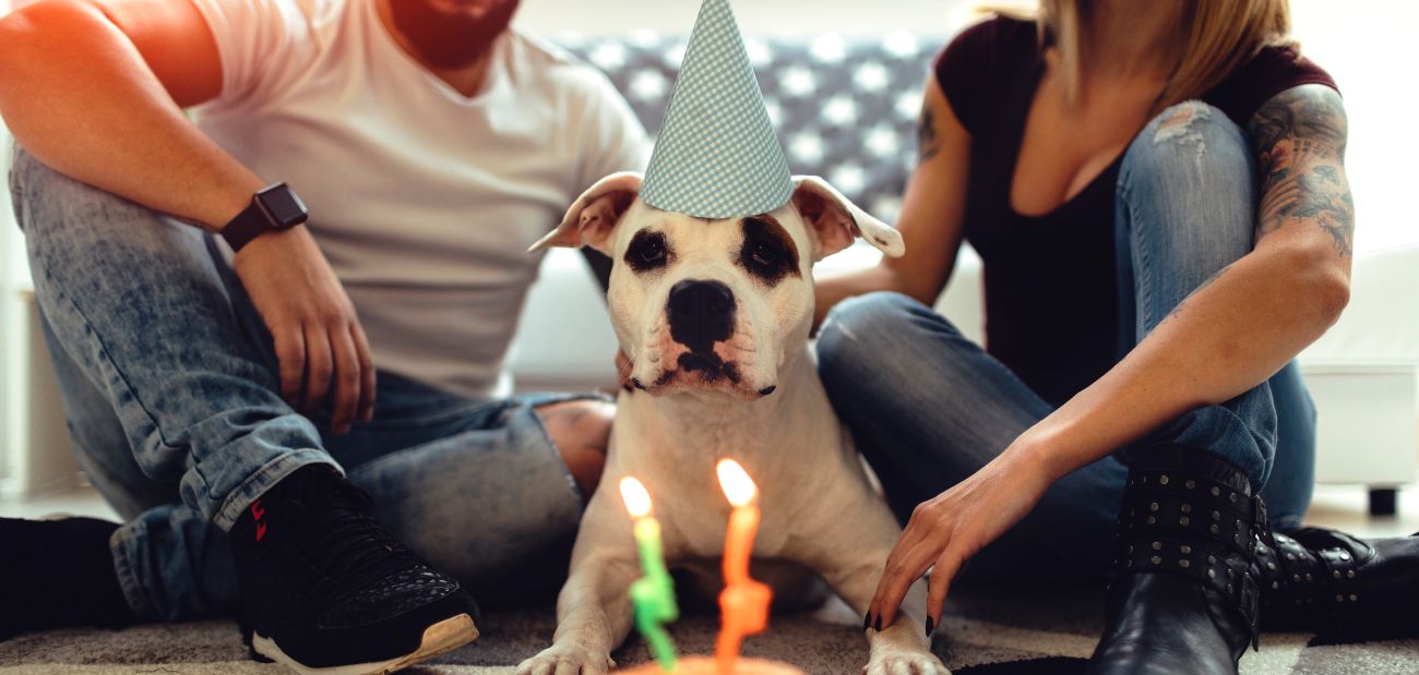 Cómo hacer una fiesta de cumpleaños inolvidable para tu perro — Mi Perrijo
