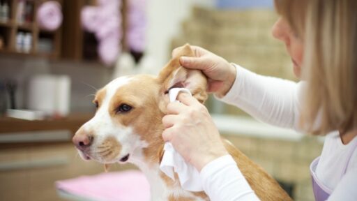cuidado de las orejas en las mascotas