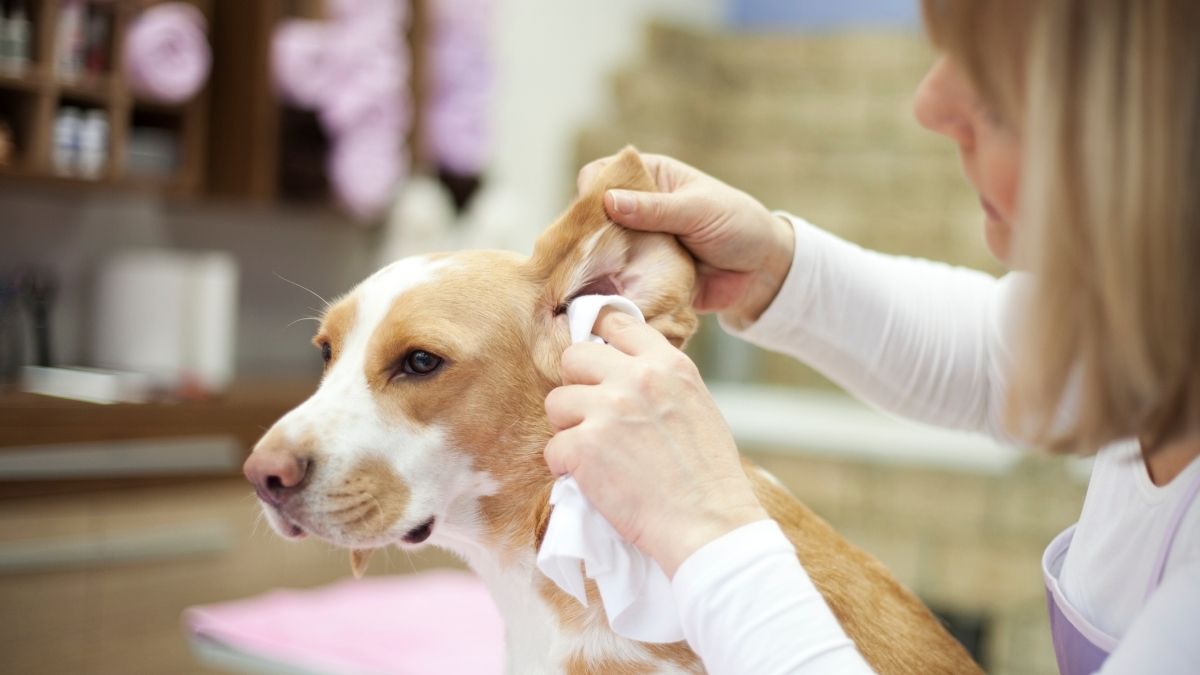 cuidado de las orejas en las mascotas