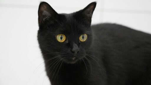 gato negro
