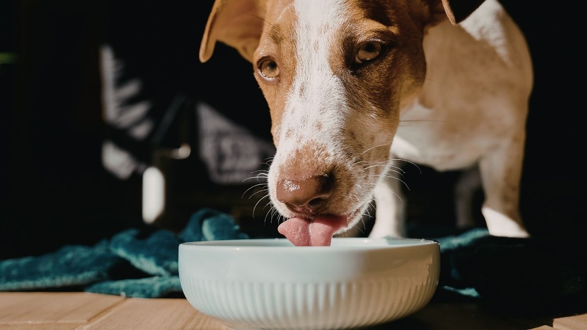 yogur griego para perros