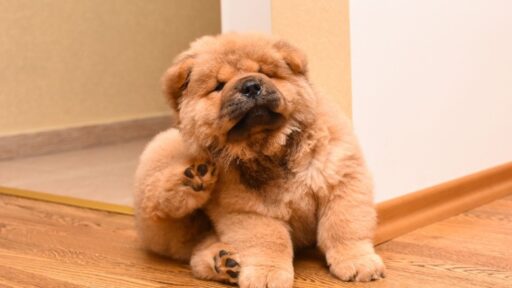 picadura de pulga,pulga en perros,pulga en perros cachorros,pulga en perros tratamiento,pulga en perros consecuencias,pulga de los perros,pulga de perros en humanos,pulga de perros y gatos,para la pulga de los perros,pastilla para pulga de los perros,como eliminar pulgas de los perros