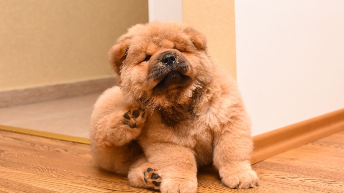 picadura de pulga,pulga en perros,pulga en perros cachorros,pulga en perros tratamiento,pulga en perros consecuencias,pulga de los perros,pulga de perros en humanos,pulga de perros y gatos,para la pulga de los perros,pastilla para pulga de los perros,como eliminar pulgas de los perros