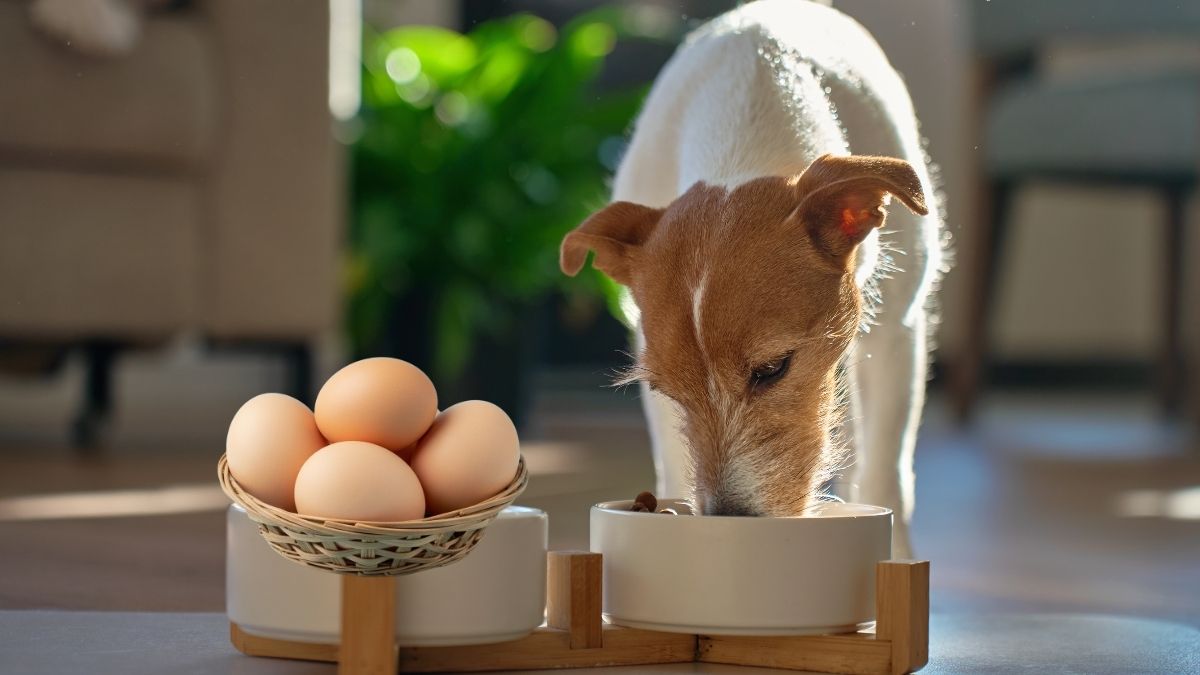 mi perro puede comer huevo