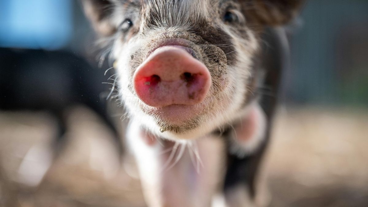 mini pig en casa minicerdito